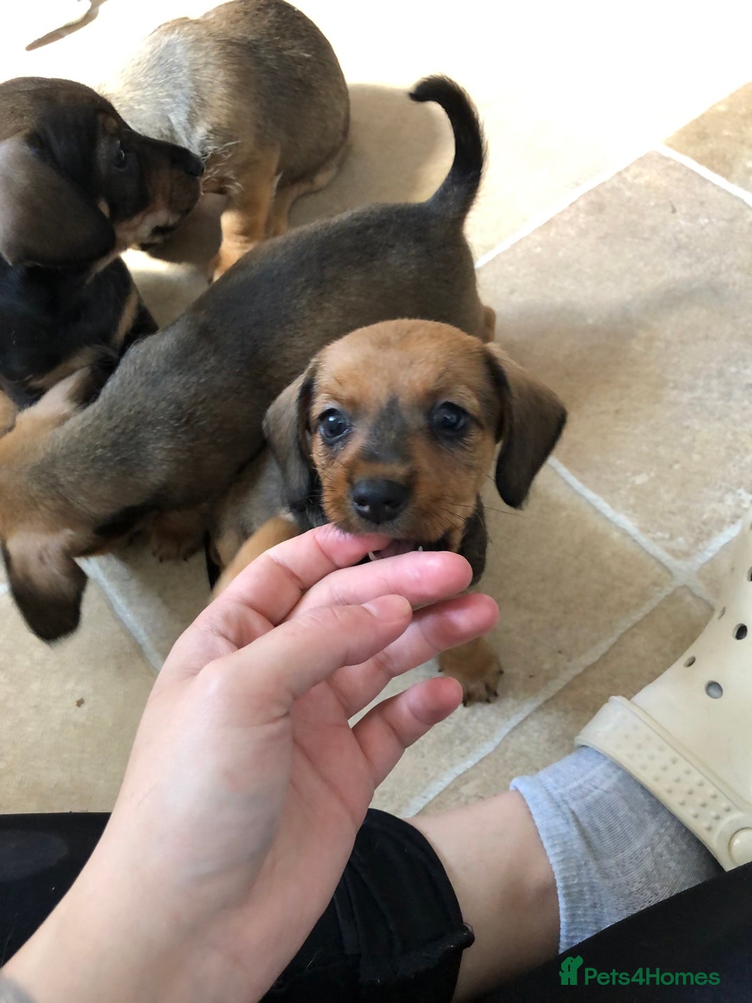 Mixed Breed dogs for sale: DACHSHUND PUPS READY TO GO  - Image 11