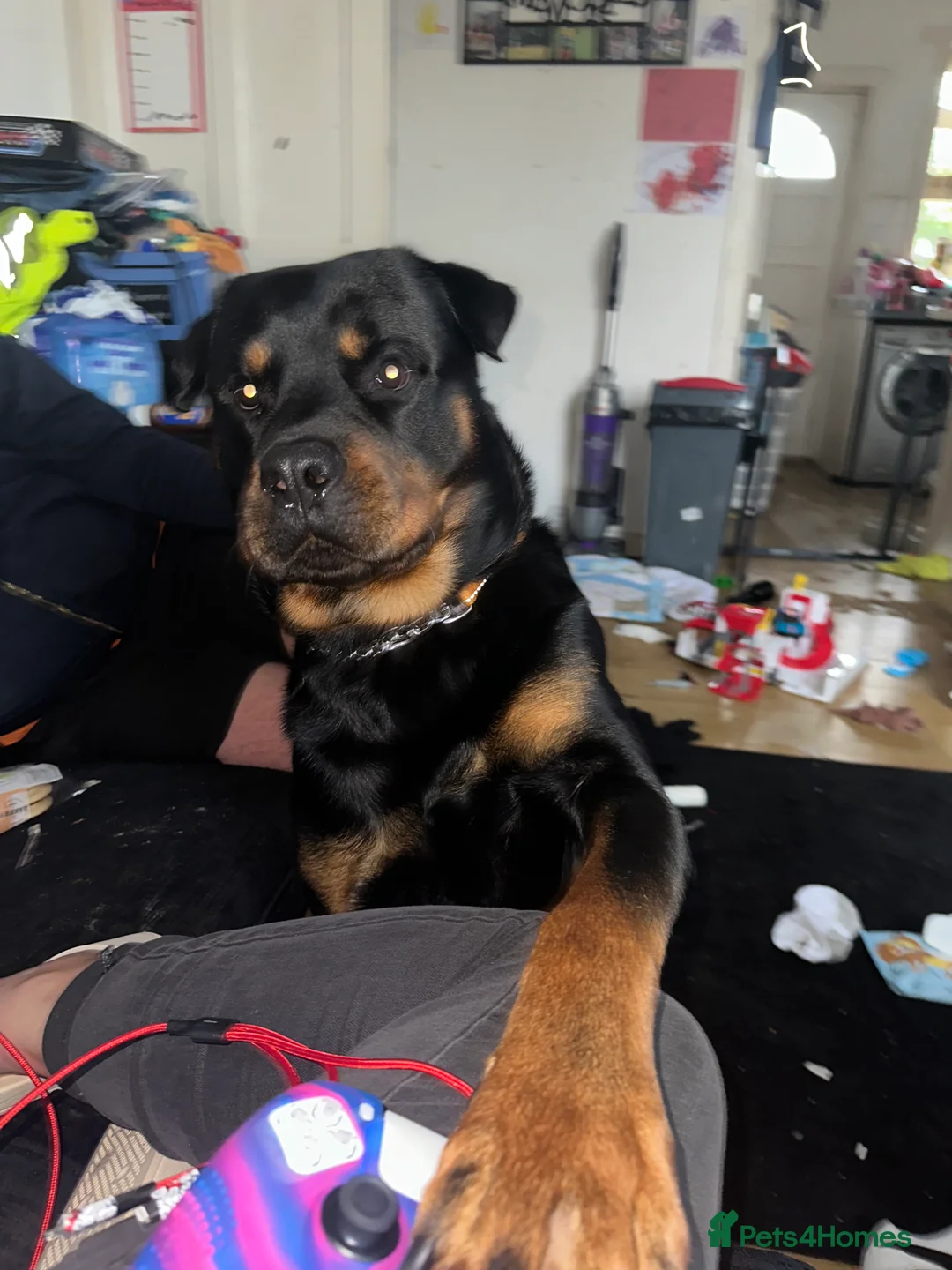 Rottweiler dogs for stud: Rottie male for stud in Ayr - Advert 13