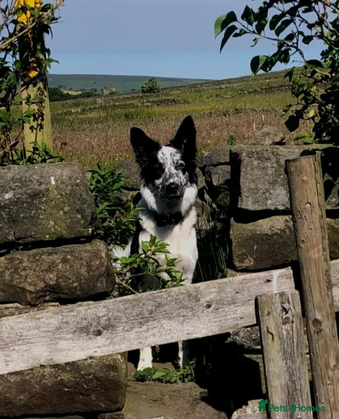 Border Collie dogs for stud: Mr dog   - Advert 1