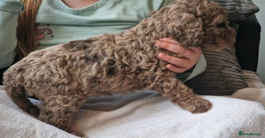 Cockapoo dogs - Advert 2