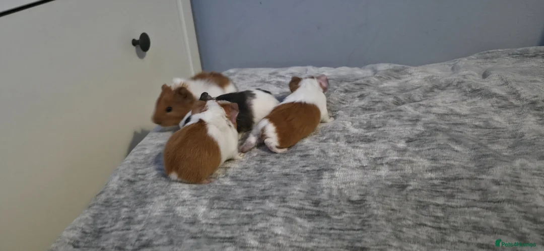Guinea Pig rodents for sale: Baby Guinea pig's Boys and two girls  - Advert 16