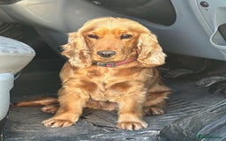 Cocker Spaniel dogs for sale: KC Reg show Type Cocker Spaniels VILLASPANIOL sire - Image 20