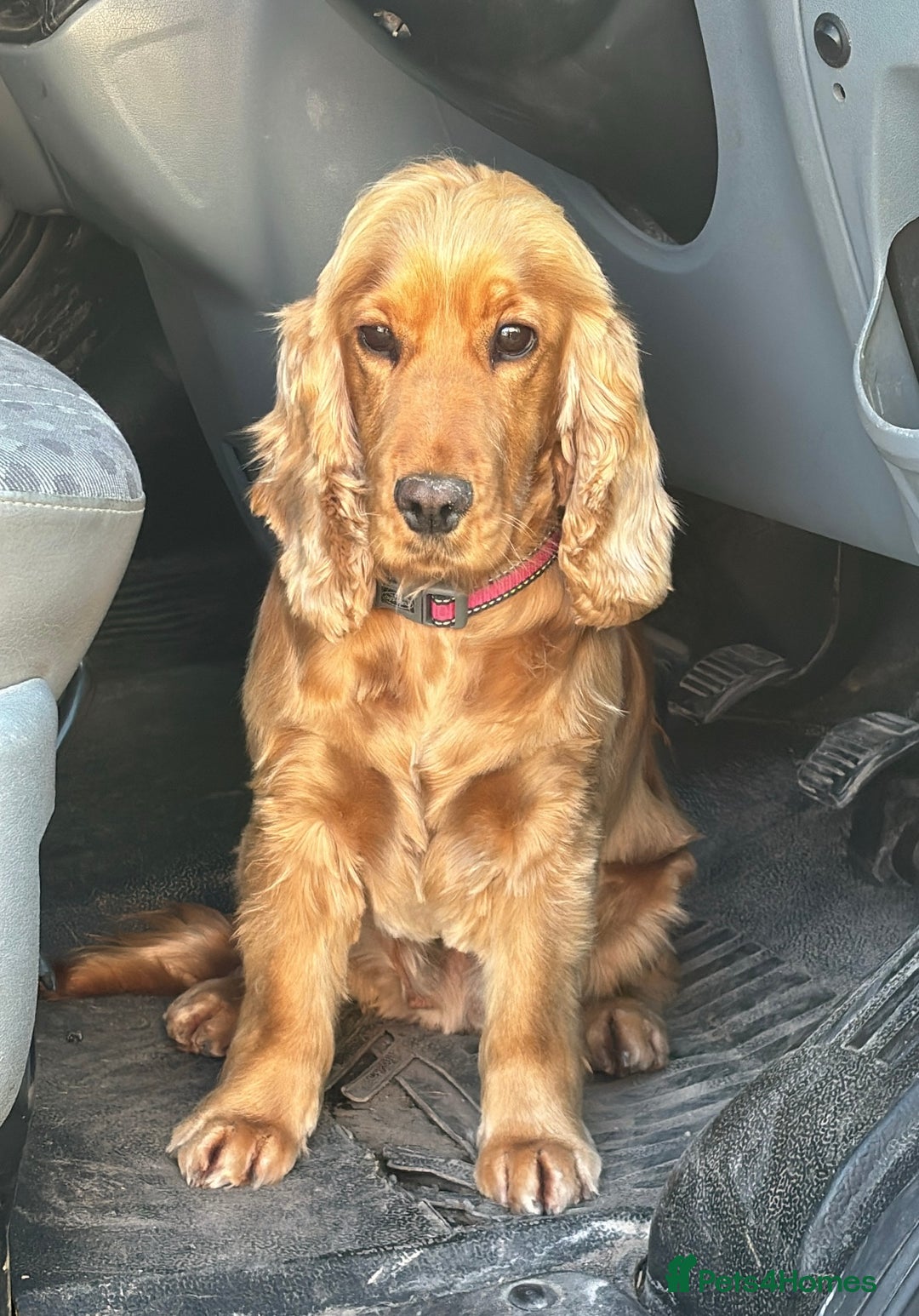 Cocker Spaniel dogs for sale: KC Reg show Type Cocker Spaniels VILLASPANIOL sire - Image 20