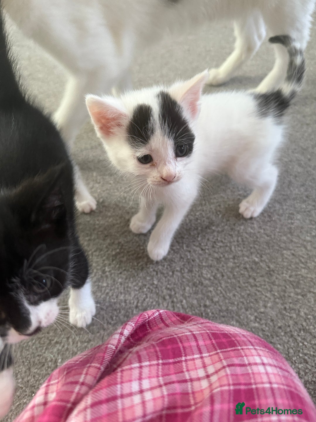 Domestic Shorthair cats for sale: KITTENS READY FOR COLLECTION - Image 11