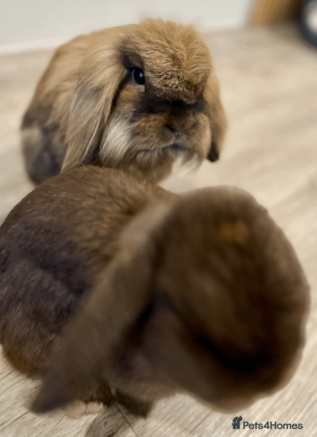 Mixed Breed rabbits for sale: 2 x Bonded Mini Lop X Lionhead Rabbits  - Image 8
