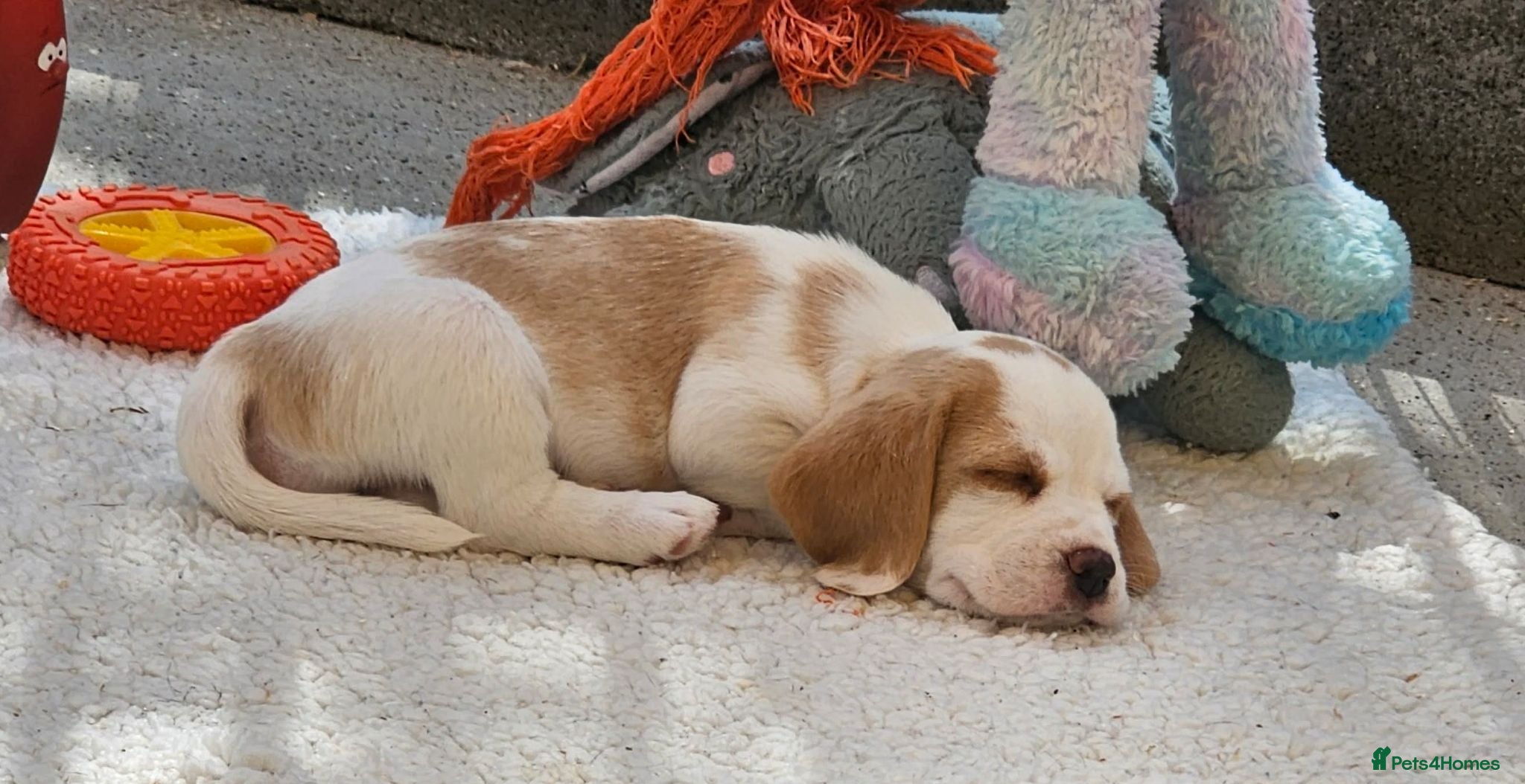 Beagle dogs Stunning KC Registered Beagle Pups- Ready 24.08.26 - Advert 2