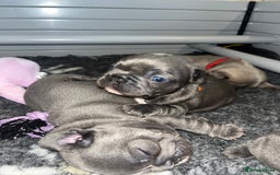 French Bulldog dogs for sale: Blue French bulldogs - Image 14