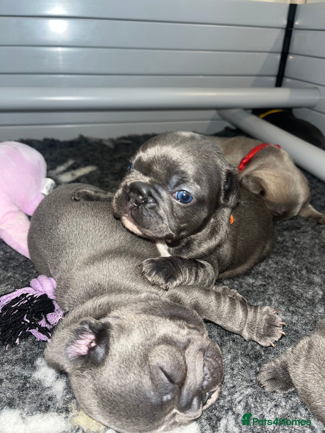 French Bulldog dogs for sale: Blue French bulldogs - Image 14