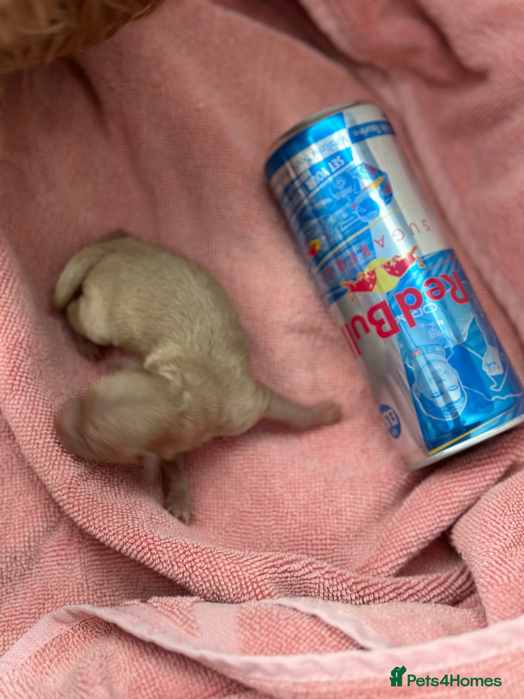 Maltipoo dogs for sale: Rare maltipoo puppies please read description  - Advert 14