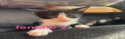 Mixed Breed cats for sale: kittens for sale! - Advert 2