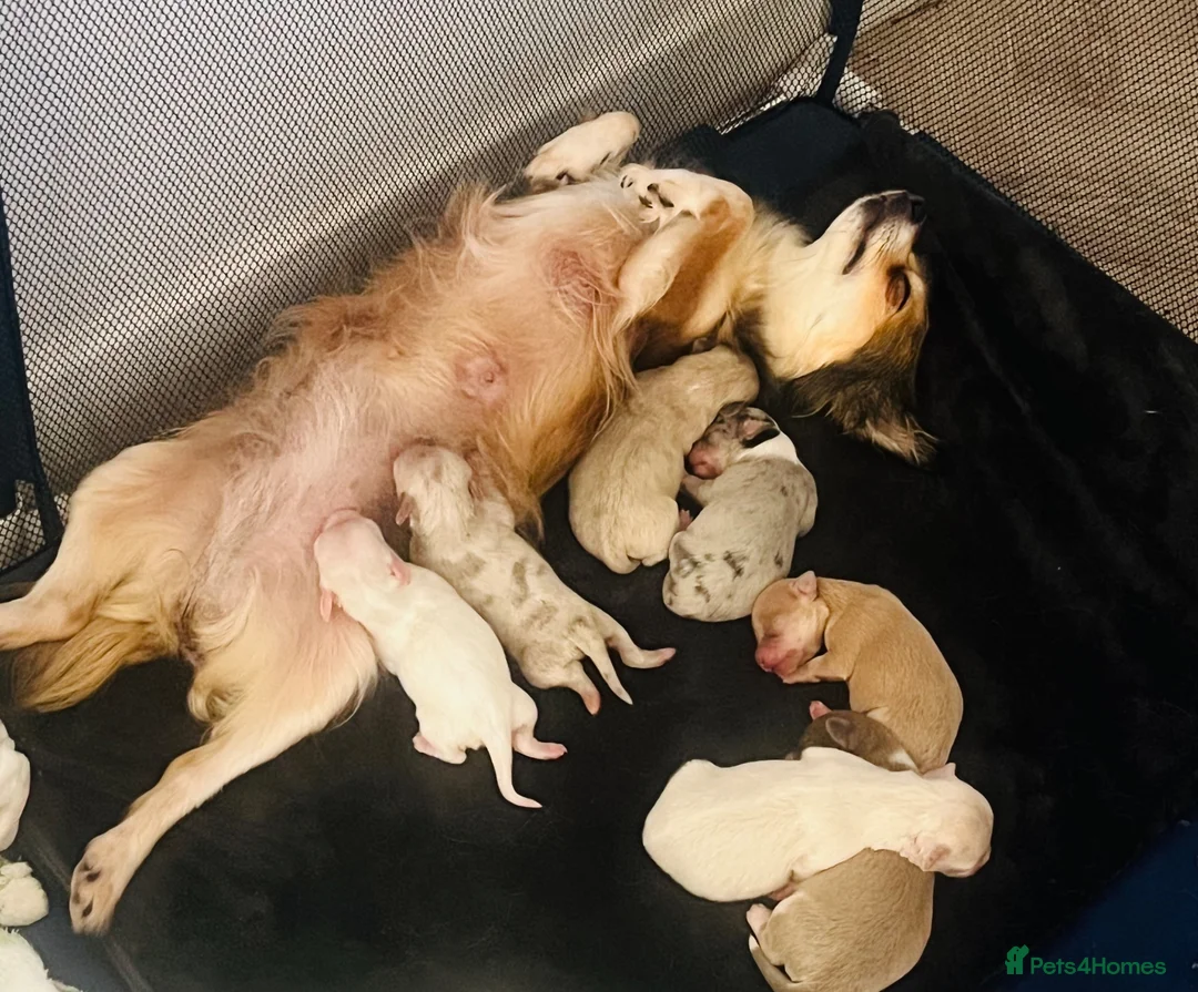 Pomchi dogs for sale: Pomchi girls and boys  - Advert 1