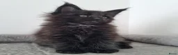 Maine Coon cats for sale: King size Purebred Maine Coon kittens  in Glasgow - Advert 21