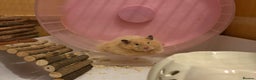 Hamster rodents for sale: Pedigree Syrian hamster waiting list🐹 - Advert 14