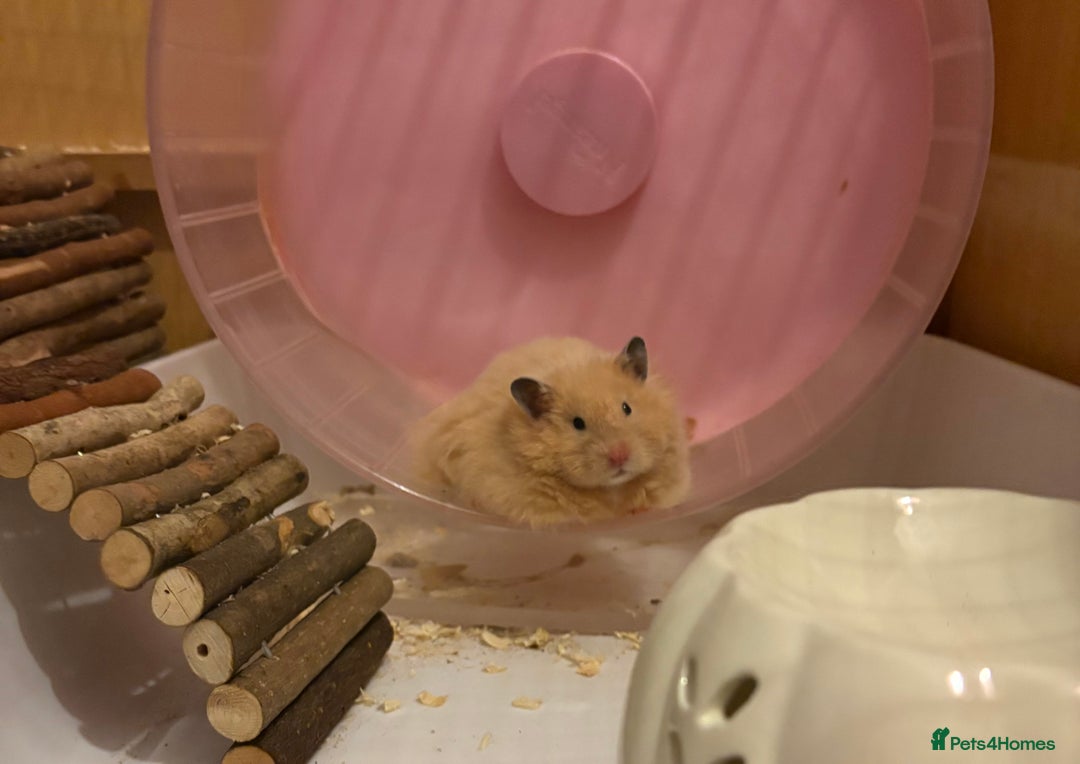 Hamster rodents for sale: Pedigree Syrian hamster waiting list🐹 - Advert 14