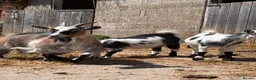 Goats livestock for sale: Pygmy Goats  - Advert 20