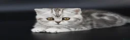 Scottish Fold cats for sale: LICENSED CATTERY PURE BREED TOP QUALITY KITTENS - Advert 25