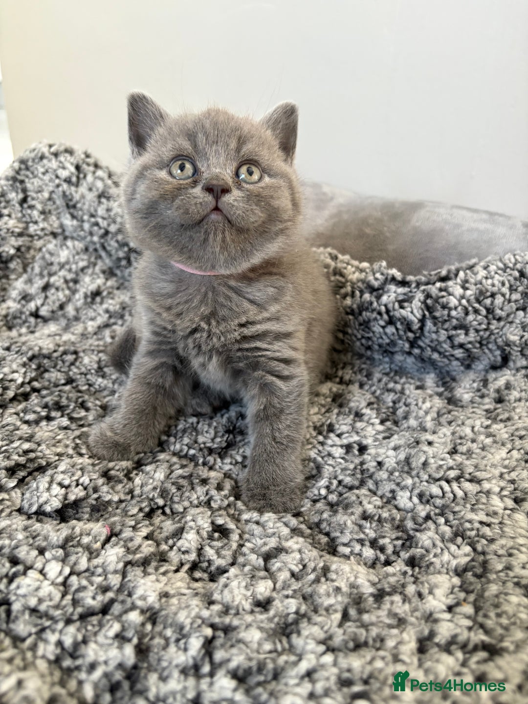 British Shorthair cats for sale: British Blue SH Kittens, TICA, Queens,Studs. - Image 12