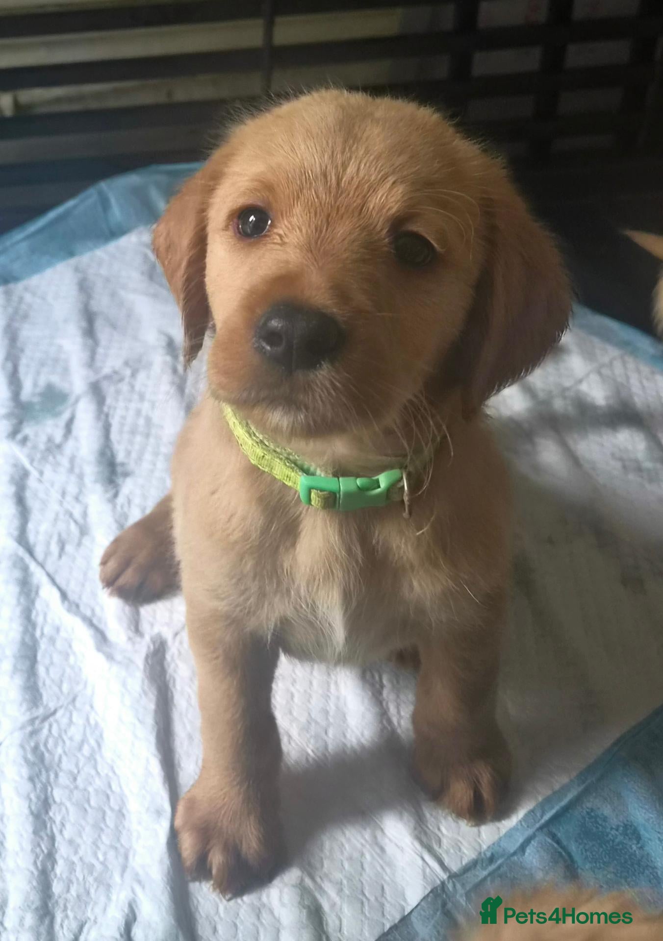 Labradoodle dogs for sale: LABRADOODLE PUPPIES FOR SALE  - Advert 5