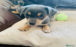 Jack Russell dogs for sale: Outstanding miniature Jack Russell puppies  - Image 13