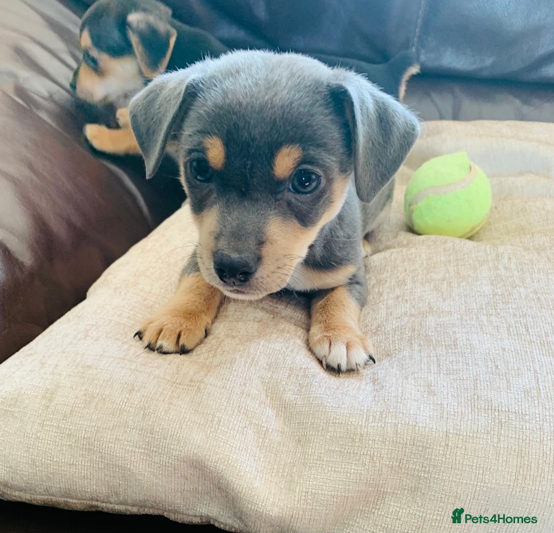 Jack Russell dogs for sale: Outstanding miniature Jack Russell puppies  - Image 13