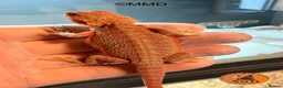 Bearded Dragon reptiles for sale: G stripe Baby Bearded Dragons available - Advert 8