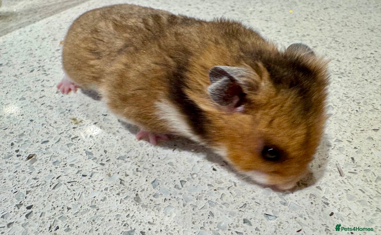 Hamster rodents in High Wycombe - Advert 14