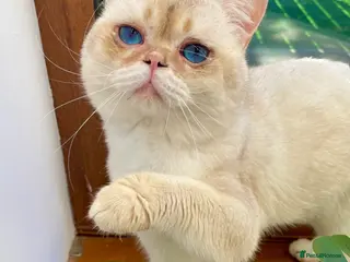 British Shorthair cats Russian imported golden chinchilla ny1133 for stud - Advert 1