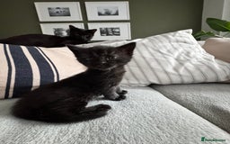British Longhair cats for sale: Longhair & Shorthair Kittens - Image 2