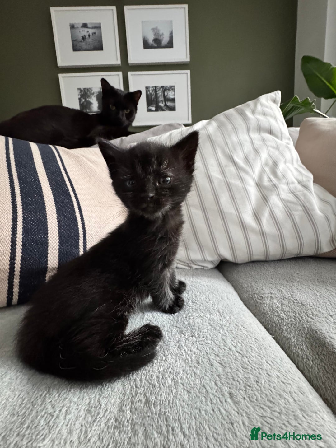British Longhair cats for sale: Longhair & Shorthair Kittens - Image 2