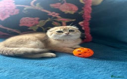 Scottish Fold cats for sale: Gold Chinchilla Scottish fold baby’s  - Image 28