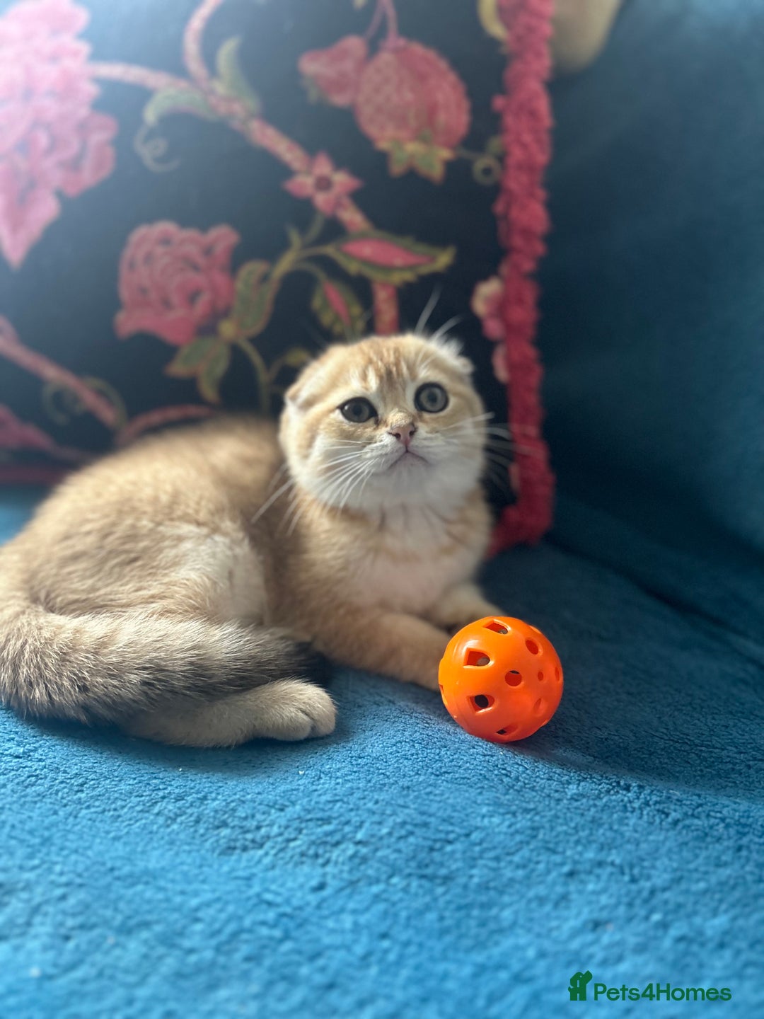 Scottish Fold cats for sale: Gold Chinchilla Scottish fold baby’s  - Image 28