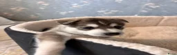 Siberian Husky dogs for sale: Stunning Siberian Huskies  in Sheffield - Advert 22