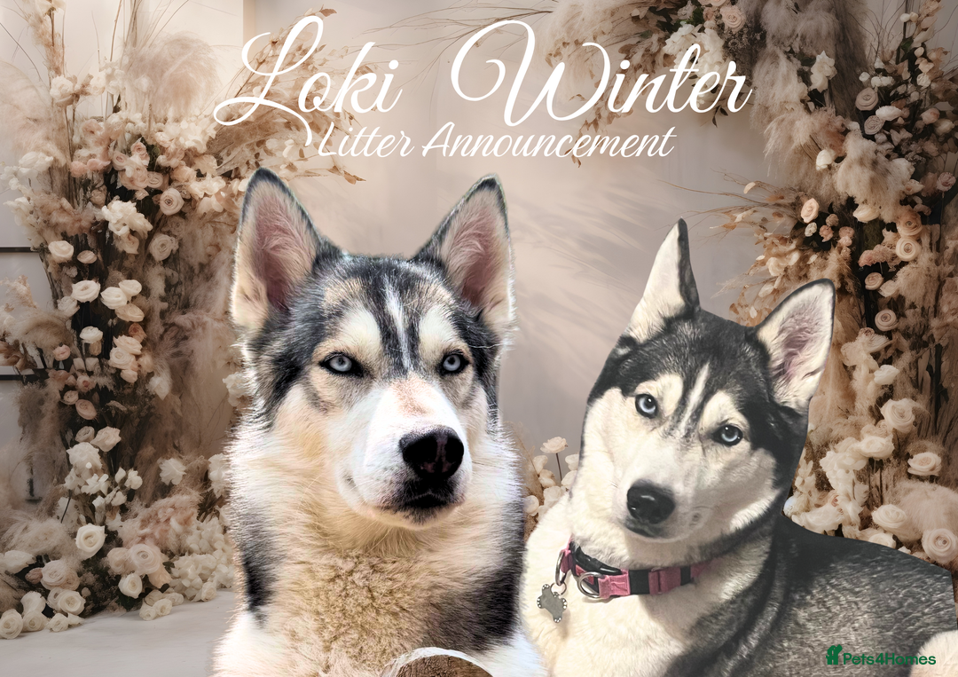 Siberian Husky dogs for sale: Beautiful Siberian Husky Puppies - Advert 2