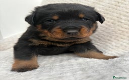 Rottweiler dogs for sale: Rottweiler puppy’s  - Image 1