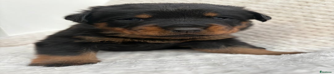 Rottweiler Puppy 4