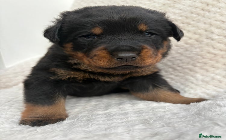 Rottweiler dogs - Advert 1