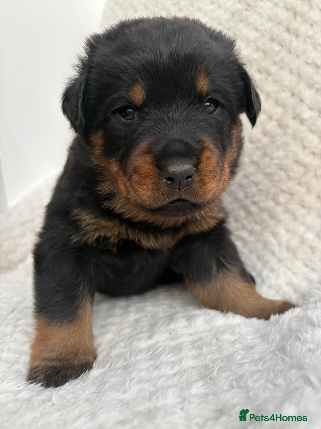 Rottweiler dogs for sale: Rottweiler puppy’s  - Image 1