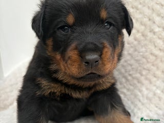Rottweiler dogs - Advert 3