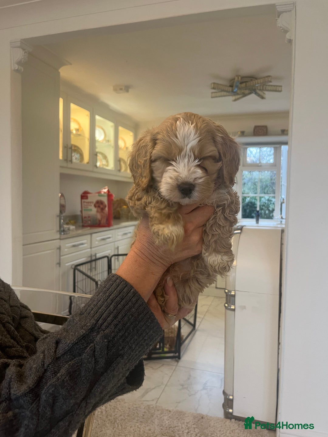 Cockapoo dogs for sale: F1 cockapoo  - Advert 8