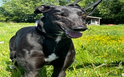 Greyhound dogs for sale: Greyhound puppy girl flo jo beautiful natured  - Image 1