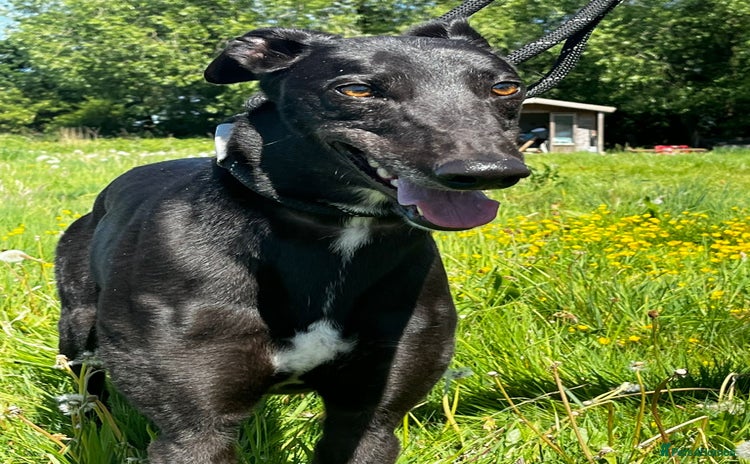 Greyhound dogs - Advert 1