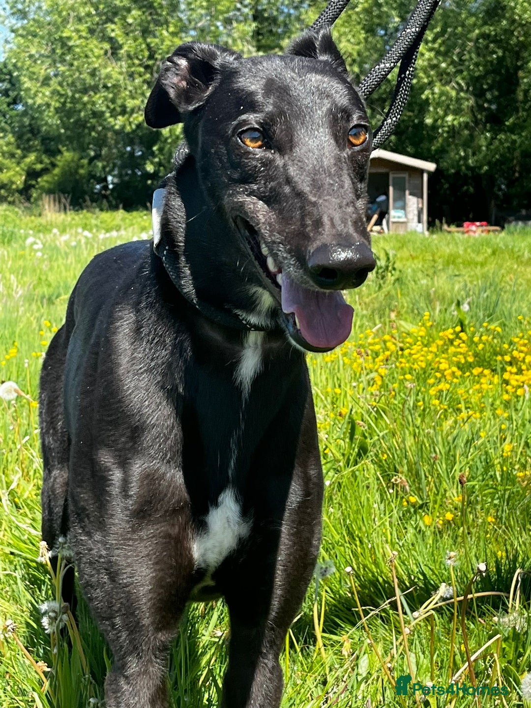 Greyhound dogs for sale: Greyhound puppy girl flo jo beautiful natured  - Image 1
