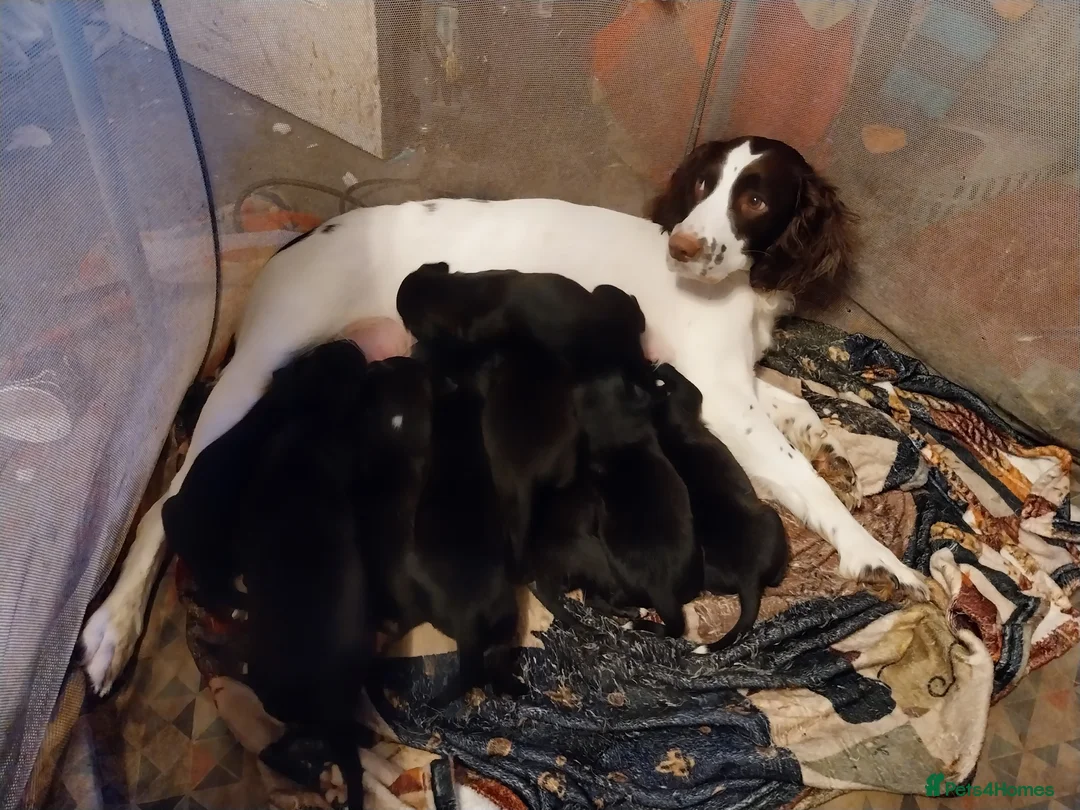 Mixed Breed dogs for sale: Springer spaniel cross lurcher  - Advert 1