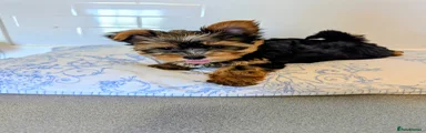 Yorkshire Terrier Puppy 1