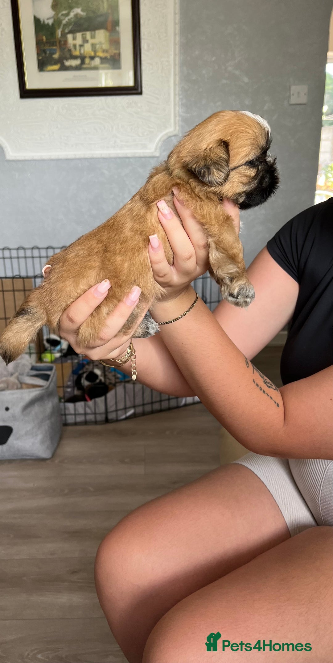 Shih Tzu dogs for sale: Boy number one  - Image 5