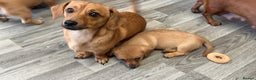 Mixed Breed dogs for sale: 2yr Playful DachshundxPom Full of Love&Personality - Advert 4