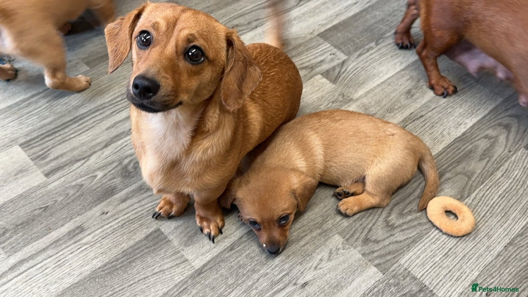 Mixed Breed dogs for sale: 2yr Playful DachshundxPom Full of Love&Personality - Image 4