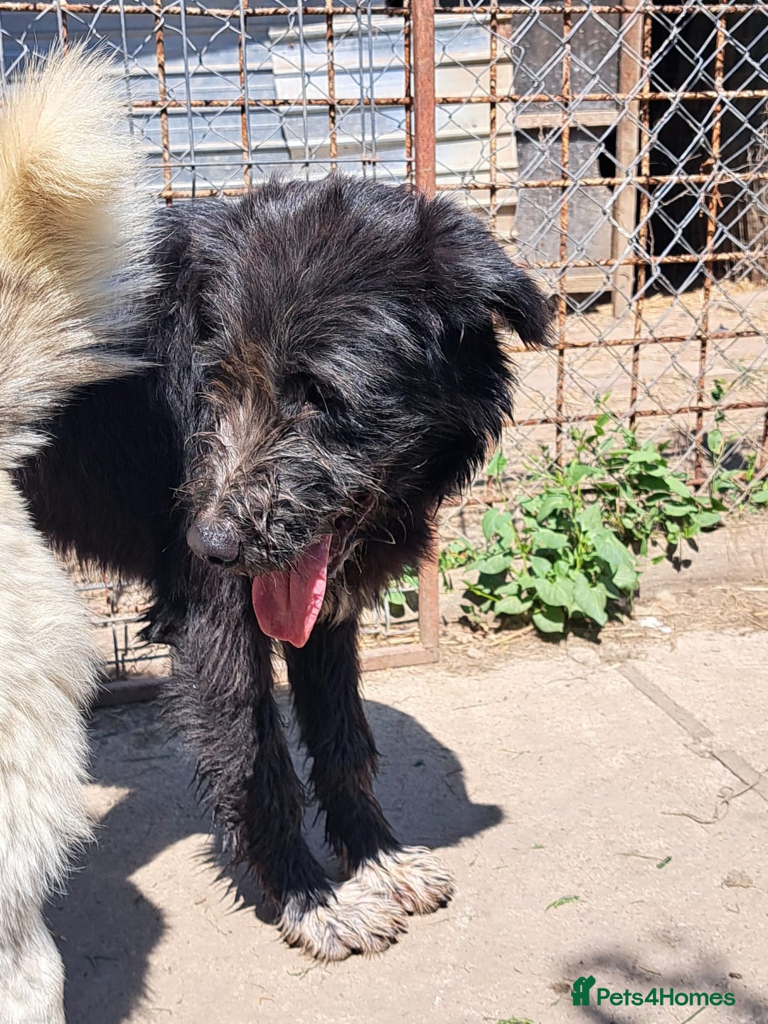 Mixed Breed dogs for adoption: SANDRA, a superb young girl - for a Loving Home - Image 10