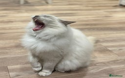 Ragdoll cats for sale: Gorgeous lilac Ragdoll male  - Image 2