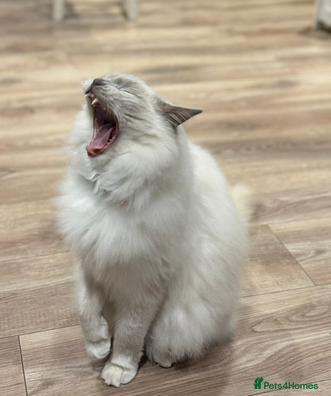 Ragdoll cats for sale: Gorgeous lilac Ragdoll male  - Image 2